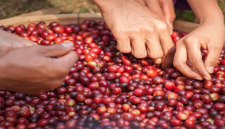 mujeres-campesinas-cafeteras-mujeres campesinas cafeteras se capacitan en emprendimiento empresarial