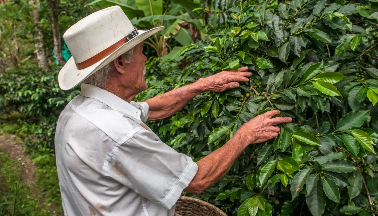 café-Gramalote-café una esperanza para revivir Gramalote