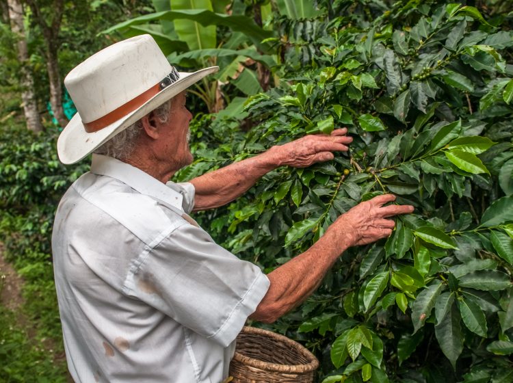 café-Gramalote-café una esperanza para revivir Gramalote