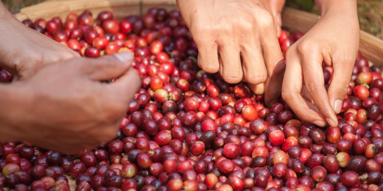 cáscara de café, abono,disfruta del café hasta la cáscara