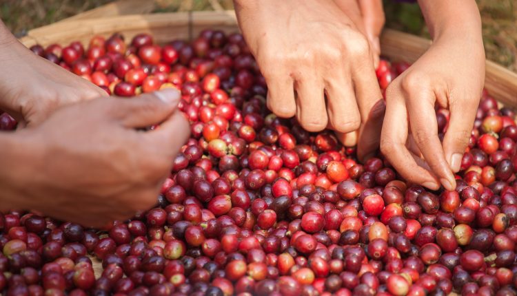 cáscara de café, abono,disfruta del café hasta la cáscara