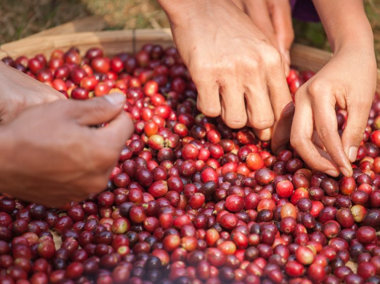 cáscara de café, abono,disfruta del café hasta la cáscara